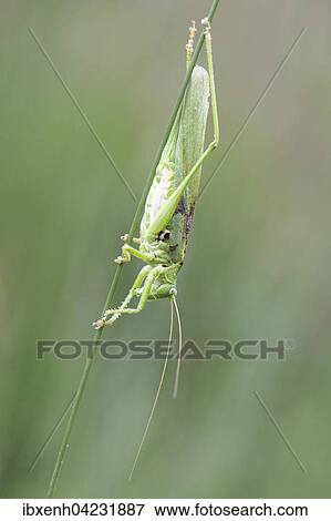 Great Green Bush Cricket (Tettigonia viridissima), Emsland, Lower Saxony, Germany, Europe View Large Photo Image Stock Photo - Great Green Bush Cricket (Tettigonia viridissima), Emsland, Lower Saxony, Germany, Europe. Fotosearch