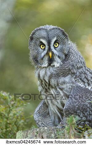 Great grey owl (Strix nebulosa), captive, Vulkaneifel, Germany, Europe View Large Photo Image Picture - Great grey owl (Strix nebulosa), captive, Vulkaneifel, Germany, Europe. Fotosearch