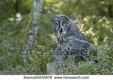 Great grey owl (Strix nebulosa), captive, Vulkaneifel, Germany, Europe View Large Photo Image Stock Photo - Great grey owl (Strix nebulosa), captive, Vulkaneifel, Germany, Europe. Fotosearch