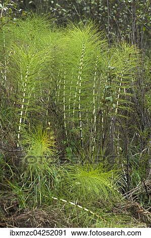 Great horsetail or northern giant horsetail (Equisetum telmateia), Leutenbach, Upper Franconia, Bavaria, Germany, Europe View Large Photo Image Stock Image - Great horsetail or northern giant horsetail (Equisetum telmateia), Leutenbach, Upper Franconia, Bavaria, Germany, Europe. Fotosearch