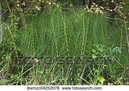 Great horsetail or northern giant horsetail (Equisetum telmateia), Leutenbach, Upper Franconia, Bavaria, Germany, Europe View Large Photo Image Stock Photo - Great horsetail or northern giant horsetail (Equisetum telmateia), Leutenbach, Upper Franconia, Bavaria, Germany, Europe. Fotosearch