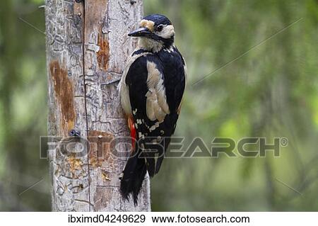 Great spotted woodpecker (Dendrocopos major) on tree trunk, Kainuu, North Karelia, Finland, Europe View Large Photo Image Stock Photo - Great spotted woodpecker (Dendrocopos major) on tree trunk, Kainuu, North Karelia, Finland, Europe. Fotosearch