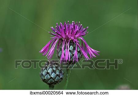 Greater Knapweed Centaurea scabiosa View Large Photo Image Picture - Greater Knapweed Centaurea scabiosa. Fotosearch
