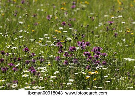 Greater Knapweed (Centaurea scabiosa) in a flower meadow, Chiemgau Alps, Bavaria, Germany, Europe View Large Photo Image Stock Image - Greater Knapweed (Centaurea scabiosa) in a flower meadow, Chiemgau Alps, Bavaria, Germany, Europe. Fotosearch