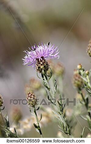 Greater Knapweed ( Centaurea scabiosa ) Germany View Large Photo Image Stock Photo - Greater Knapweed ( Centaurea scabiosa ) Germany. Fotosearch