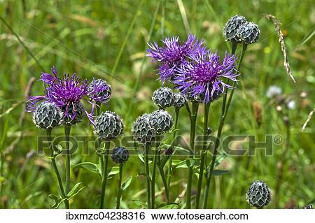 Greater knapweed (Centaurea scabiosa), Tyrol, Austria, Europe View Large Photo Image Stock Photograph - Greater knapweed (Centaurea scabiosa), Tyrol, Austria, Europe. Fotosearch
