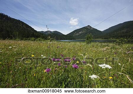 Greater Knapweed (Centaurea scabiosa) in a meadow at Lake Weitsee, Chiemgau Alps, Bavaria, Germany, Europe View Large Photo Image Stock Photography - Greater Knapweed (Centaurea scabiosa) in a meadow at Lake Weitsee, Chiemgau Alps, Bavaria, Germany, Europe. Fotosearch