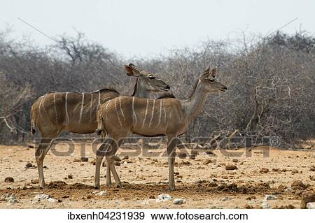 Greater kudu (Tragelaphus strepsiceros), females, alert, Etosha National Park, Namibia, Africa View Large Photo Image Stock Photo - Greater kudu (Tragelaphus strepsiceros), females, alert, Etosha National Park, Namibia, Africa. Fotosearch