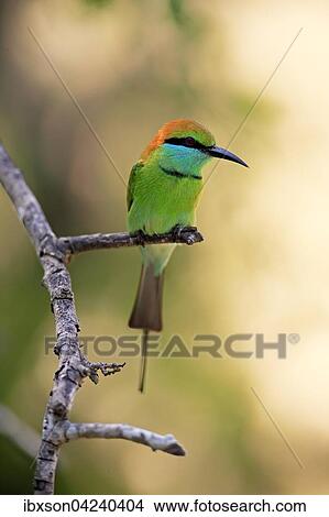 Green bee-eater (Merops orientalis ceylonicus), adult, sitting on a branch, on the lookout, Bundala National Park, Sri Lanka, Asia View Large Photo Image Picture - Green bee-eater (Merops orientalis ceylonicus), adult, sitting on a branch, on the lookout, Bundala National Park, Sri Lanka, Asia. Fotosearch