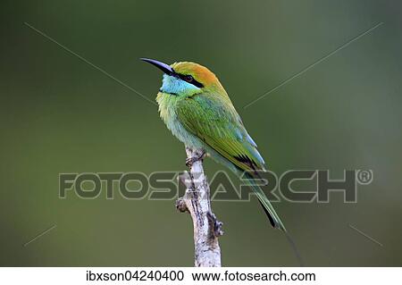 Green bee-eater (Merops orientalis ceylonicus), adult, sitting on a branch, on the lookout, Bundala National Park, Sri Lanka, Asia View Large Photo Image Stock Image - Green bee-eater (Merops orientalis ceylonicus), adult, sitting on a branch, on the lookout, Bundala National Park, Sri Lanka, Asia. Fotosearch