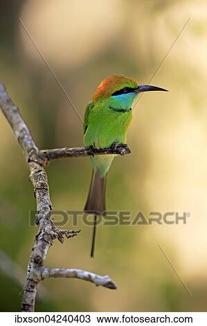 Stock Image - Green bee-eater (Merops orientalis ceylonicus), adult, sitting on a branch, on the lookout, Bundala National Park, Sri Lanka, Asia. Fotosearch