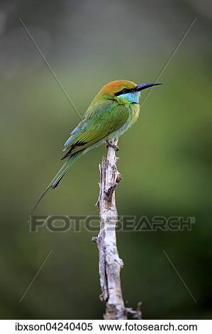 Green bee-eater (Merops orientalis ceylonicus), adult, sitting on a branch, on the lookout, Bundala National Park, Sri Lanka, Asia View Large Photo Image Stock Photography - Green bee-eater (Merops orientalis ceylonicus), adult, sitting on a branch, on the lookout, Bundala National Park, Sri Lanka, Asia. Fotosearch