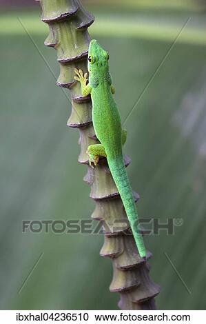 Green day gecko (Phelsuma), La Digue Island, Seychelles, Africa View Large Photo Image Stock Image - Green day gecko (Phelsuma), La Digue Island, Seychelles, Africa. Fotosearch
