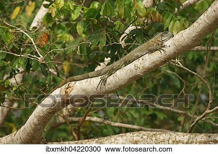 Stock Image - Green iguana (Iguana iguana) on a branch, Pantanal, Brazil, South America. Fotosearch