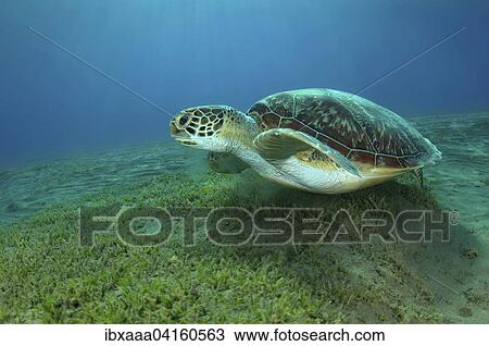 Green Turtle (Chelonia mydas), Red Sea, Marsa Alam, Abu Dabab, Egypt, Africa View Large Photo Image Stock Image - Green Turtle (Chelonia mydas), Red Sea, Marsa Alam, Abu Dabab, Egypt, Africa. Fotosearch