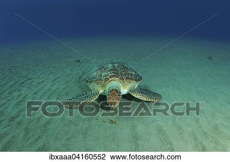 Green Turtle (Chelonia mydas) feeding on sea grass on sandy seabed, Red Sea, Marsa Alam, Abu Dabab, Egypt, Africa View Large Photo Image Stock Image - Green Turtle (Chelonia mydas) feeding on sea grass on sandy seabed, Red Sea, Marsa Alam, Abu Dabab, Egypt, Africa. Fotosearch