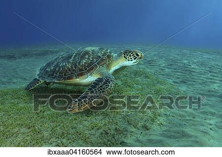 Green Turtle (Chelonia mydas), Red Sea, Abu Dabab, Egypt, Africa View Large Photo Image Picture - Green Turtle (Chelonia mydas), Red Sea, Abu Dabab, Egypt, Africa. Fotosearch