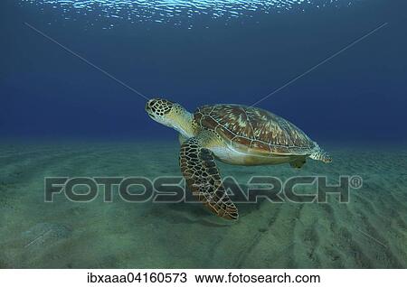 Green Turtle (Chelonia mydas), Red Sea, Marsa Alam, Abu Dabab, Egypt, Africa View Large Photo Image Stock Image - Green Turtle (Chelonia mydas), Red Sea, Marsa Alam, Abu Dabab, Egypt, Africa. Fotosearch