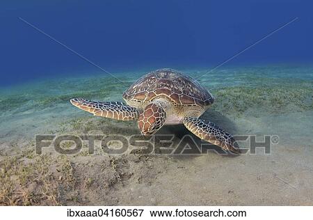 Green Turtle (Chelonia mydas), Red Sea, Marsa Alam, Abu Dabab, Egypt, Africa View Large Photo Image Stock Photo - Green Turtle (Chelonia mydas), Red Sea, Marsa Alam, Abu Dabab, Egypt, Africa. Fotosearch