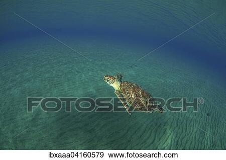 Green Turtle (Chelonia mydas), Red Sea, Marsa Alam, Abu Dabab, Egypt, Africa View Large Photo Image Stock Photo - Green Turtle (Chelonia mydas), Red Sea, Marsa Alam, Abu Dabab, Egypt, Africa. Fotosearch