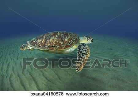 Green Turtle (Chelonia mydas), Red Sea, Abu Dabab, Egypt, Africa View Large Photo Image Stock Photograph - Green Turtle (Chelonia mydas), Red Sea, Abu Dabab, Egypt, Africa. Fotosearch