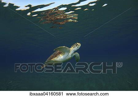 Stock Image - Green TurtleÂ (Chelonia mydas) swimming upwards into blue water, Red Sea, Marsa Alam, Abu Dabab, Egypt, Africa. Fotosearch