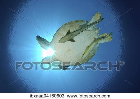 Green Turtle (Chelonia mydas) swimming upwards into blue water, Red Sea, Marsa Alam, Abu Dabab, Egypt, Africa View Large Photo Image Stock Image - Green Turtle (Chelonia mydas) swimming upwards into blue water, Red Sea, Marsa Alam, Abu Dabab, Egypt, Africa. Fotosearch