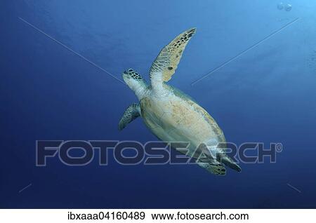 Stock Photo - Green TurtleÂ (Chelonia mydas) swimming upwards into blue water, Red Sea, Marsa Alam, Abu Dabab, Egypt, Africa. Fotosearch