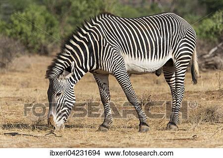 Grevy's zebra (Equus grevyi), feeding, Samburu National Reserve, Kenya, Africa View Large Photo Image Picture - Grevy's zebra (Equus grevyi), feeding, Samburu National Reserve, Kenya, Africa. Fotosearch