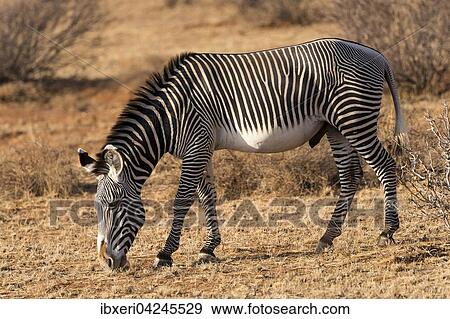 Grevy's zebra (Equus grevyi), grazing, Samburu National Reserve, Kenya, Africa View Large Photo Image Stock Photo - Grevy's zebra (Equus grevyi), grazing, Samburu National Reserve, Kenya, Africa. Fotosearch