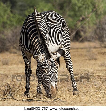 Grevy's zebra or imperial zebra (Equus grevyi) grazing, Samburu National Reserve, Kenya, East Africa, Africa View Large Photo Image Stock Photo - Grevy's zebra or imperial zebra (Equus grevyi) grazing, Samburu National Reserve, Kenya, East Africa, Africa. Fotosearch