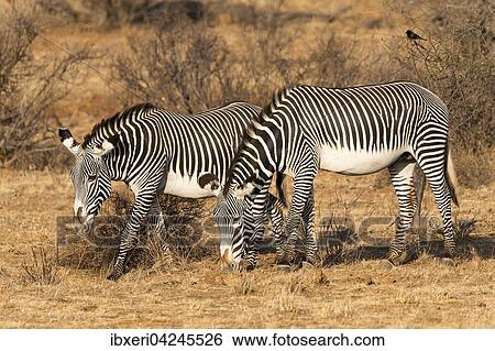 Grevy's zebras (Equus grevyi), grazing, Samburu National Reserve, Kenya, Africa View Large Photo Image Stock Photograph - Grevy's zebras (Equus grevyi), grazing, Samburu National Reserve, Kenya, Africa. Fotosearch