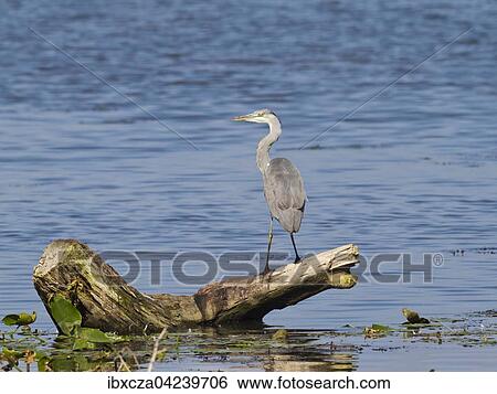 Grey heron (Ardea cinerea), Chiemsee, Bavaria, Germany, Europe View Large Photo Image Stock Photograph - Grey heron (Ardea cinerea), Chiemsee, Bavaria, Germany, Europe. Fotosearch