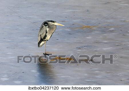Grey heron (Ardea cinerea) on frozen lake, pond, Lindenhof housing estate, Schoneberg, Berlin, Germany, Europe View Large Photo Image Stock Image - Grey heron (Ardea cinerea) on frozen lake, pond, Lindenhof housing estate, Schoneberg, Berlin, Germany, Europe. Fotosearch