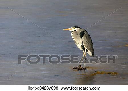 Grey heron (Ardea cinerea) on frozen lake, pond, Lindenhof housing estate, Schoneberg, Berlin, Germany, Europe View Large Photo Image Stock Photo - Grey heron (Ardea cinerea) on frozen lake, pond, Lindenhof housing estate, Schoneberg, Berlin, Germany, Europe. Fotosearch