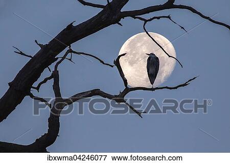 Grey heron (Ardea cinerea) sitting on a dead tree branch, full moon, Hesse, Germany, Europe View Large Photo Image Stock Photo - Grey heron (Ardea cinerea) sitting on a dead tree branch, full moon, Hesse, Germany, Europe. Fotosearch