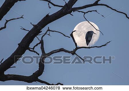 Grey heron (Ardea cinerea) sitting on a dead tree branch, full moon, Hesse, Germany, Europe View Large Photo Image Stock Photo - Grey heron (Ardea cinerea) sitting on a dead tree branch, full moon, Hesse, Germany, Europe. Fotosearch