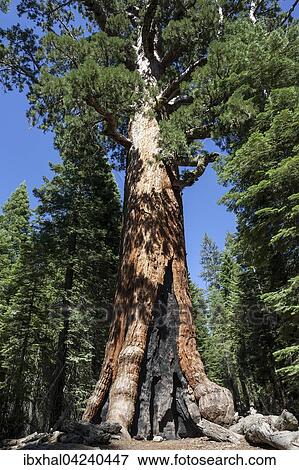 Stock Photo - Grizzly Giant, redwood (Sequoioideae), Wellingtonia (Sequoiadendron giganteum), Mariposa Grove, Yosemite National Park, California, USA, North America. Fotosearch