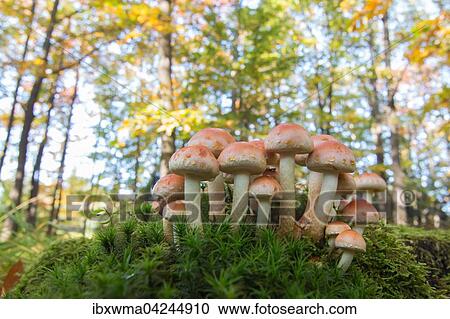 Stock Image - Group of honey fungi mushrooms (Armillaria melee), Buchwald, Hesse, Germany, Europe. Fotosearch
