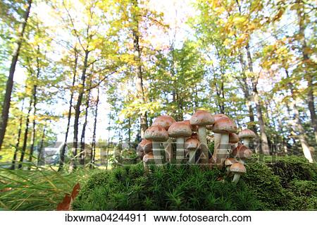 Group of honey fungi mushrooms (Armillaria melee), Buchwald, Hesse, Germany, Europe View Large Photo Image Stock Image - Group of honey fungi mushrooms (Armillaria melee), Buchwald, Hesse, Germany, Europe. Fotosearch