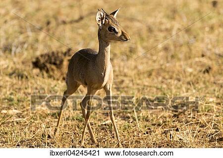 Gunther's dik-dik (Madoqua guentheri), Samburu National Reserve, Kenya, Africa View Large Photo Image Stock Image - Gunther's dik-dik (Madoqua guentheri), Samburu National Reserve, Kenya, Africa. Fotosearch