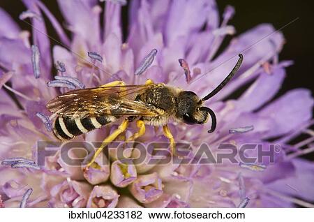 Stock Image - Halictus scabiosa (Halictus scabiosa) on Field Scabious (Knautia arvensis), Baden-Wurttemberg, Germany, Europe. Fotosearch