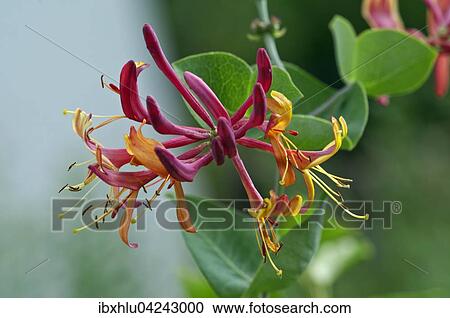 Stock Image - Heckrotts honeysuckle (Lonicera x heckrottii), single flower, Baden-Wuerttemberg, Germany, Europe. Fotosearch