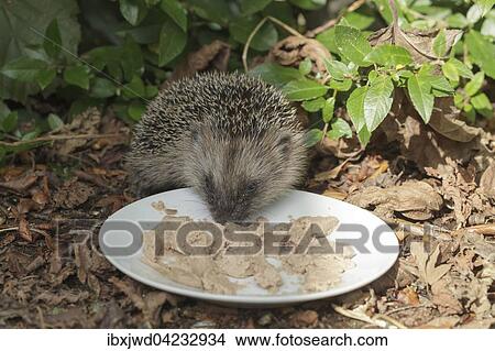 Picture - Hedgehog (Erinaceus) feeding on cat food off plate in a garden. Fotosearch