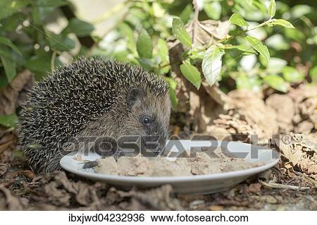 Stock Photograph - Hedgehog (Erinaceus) feeding on cat food off plate in garden. Fotosearch