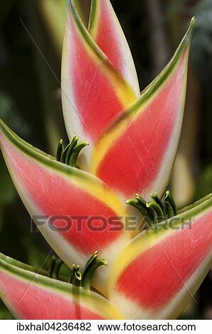 Heliconia (Heliconia wagneriana) blossom, Mahe Island, Seychelles, Africa View Large Photo Image Stock Image - Heliconia (Heliconia wagneriana) blossom, Mahe Island, Seychelles, Africa. Fotosearch