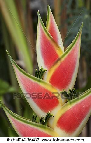 Heliconia (Heliconia wagneriana) blossom, Mahe Island, Seychelles, Africa View Large Photo Image Stock Photo - Heliconia (Heliconia wagneriana) blossom, Mahe Island, Seychelles, Africa. Fotosearch