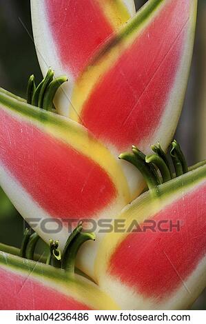Stock Photograph - Heliconia (Heliconia wagneriana) blossom, Mahe Island, Seychelles, Africa. Fotosearch