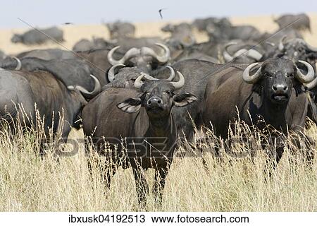 Herd of African buffalo or cape buffalo (Syncerus caffer), Maasai Mara National Reserve, Narok County, Kenya, Africa View Large Photo Image Stock Image - Herd of African buffalo or cape buffalo (Syncerus caffer), Maasai Mara National Reserve, Narok County, Kenya, Africa. Fotosearch