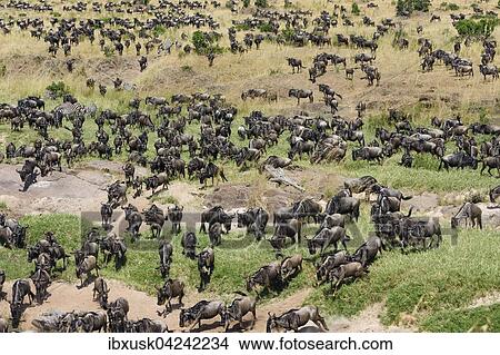 Picture - Herd of wildebeests or gnus (Connochaetes taurinus) gather at the Sand River, Maasai Mara National Reserve, Narok County, Kenya, Africa. Fotosearch